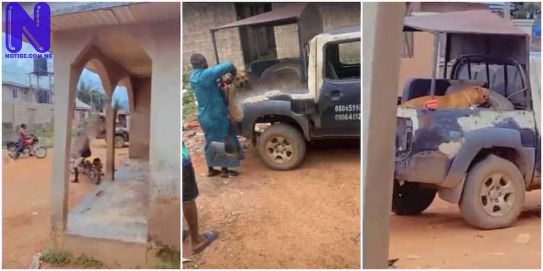 Dog bites off student's scrotum in Ondo 4C736C7322673DCB41311