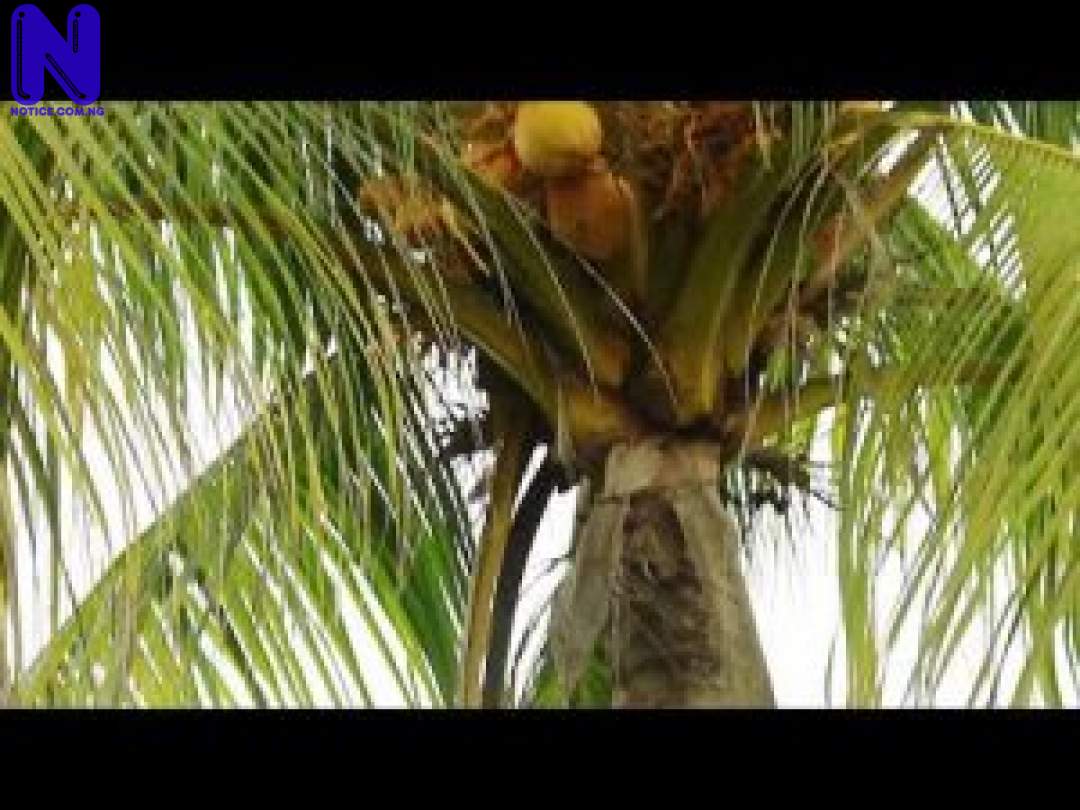 Download Video: Abigail - Baby M ABIGAIL BABY M-300X22521152