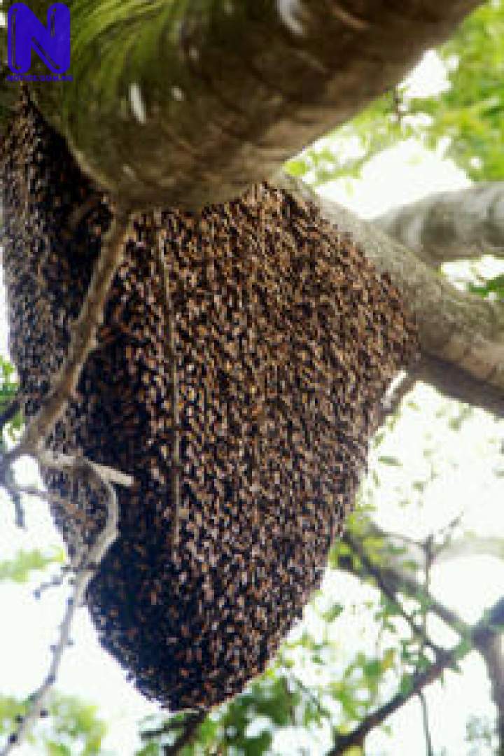 BEE-HIVE