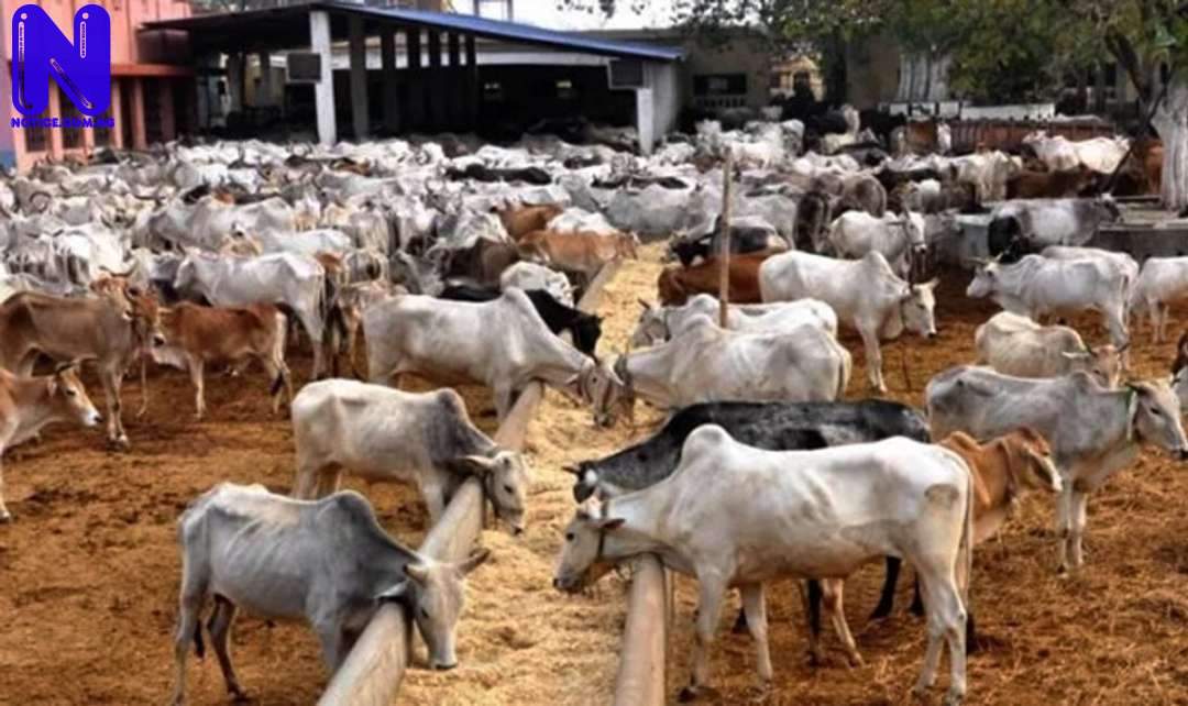 CATTLE-RANCH