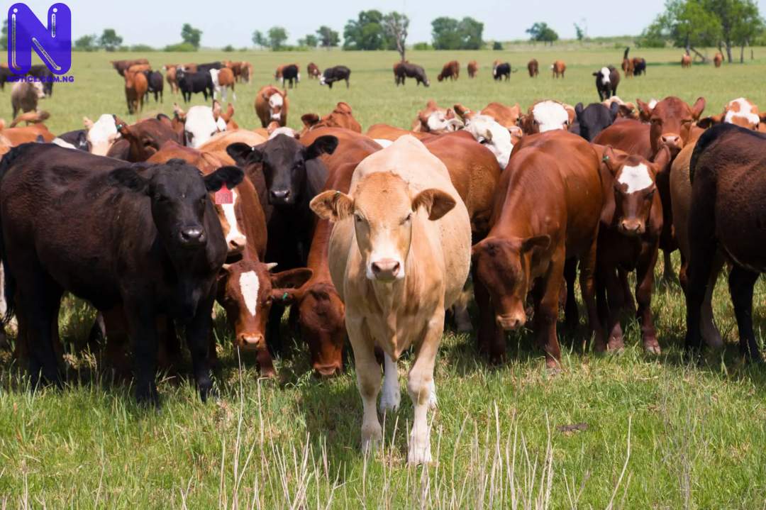 CATTLE