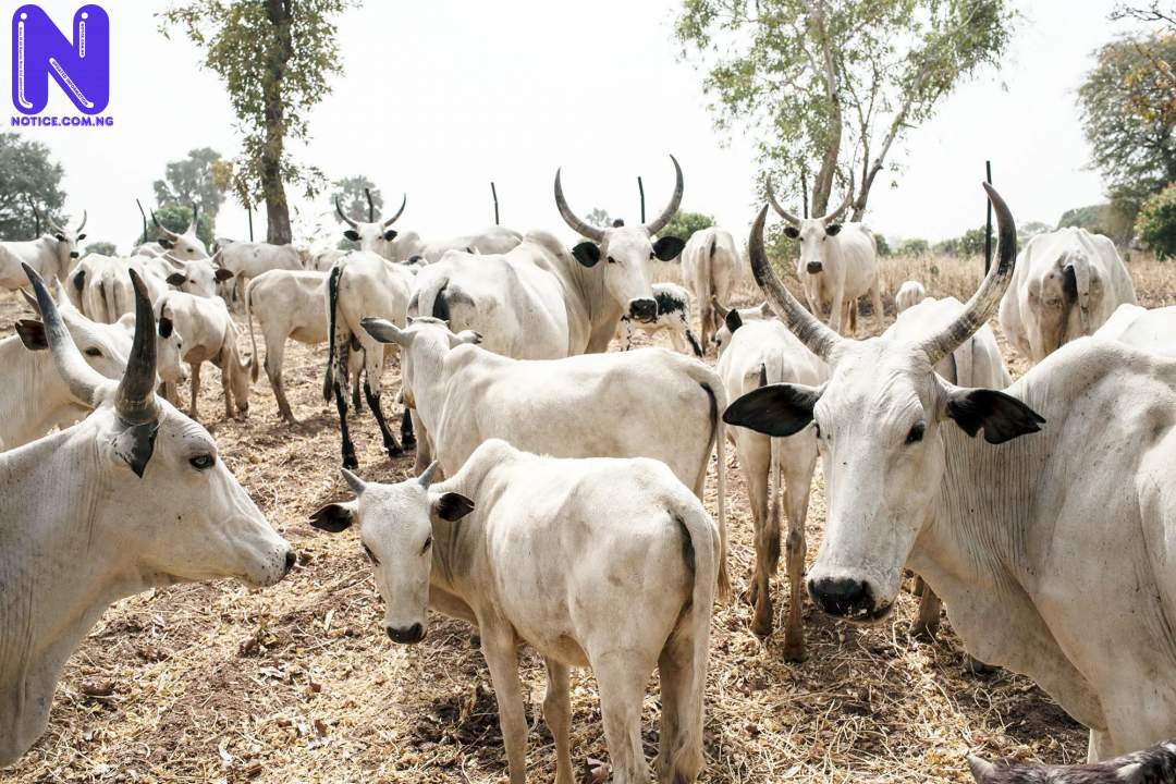 Bayelsa Government impounds 34 cows - Open Grazing COWS