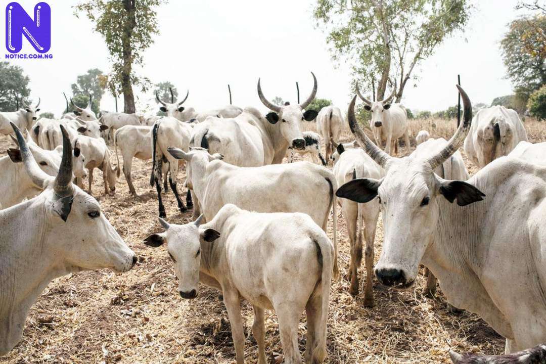 Amotekun Corps seizes 200 cows in Ondo COWS200624