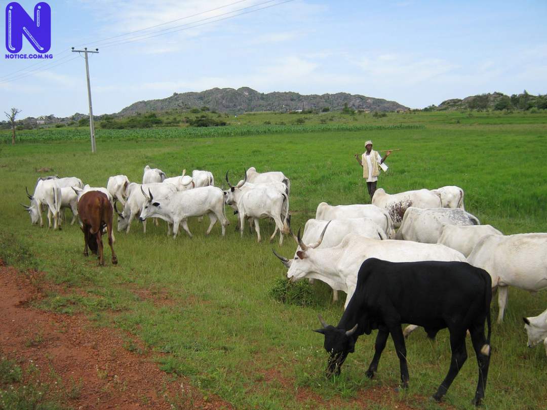 FULANI-HERDSMEN-THE-TRENT1