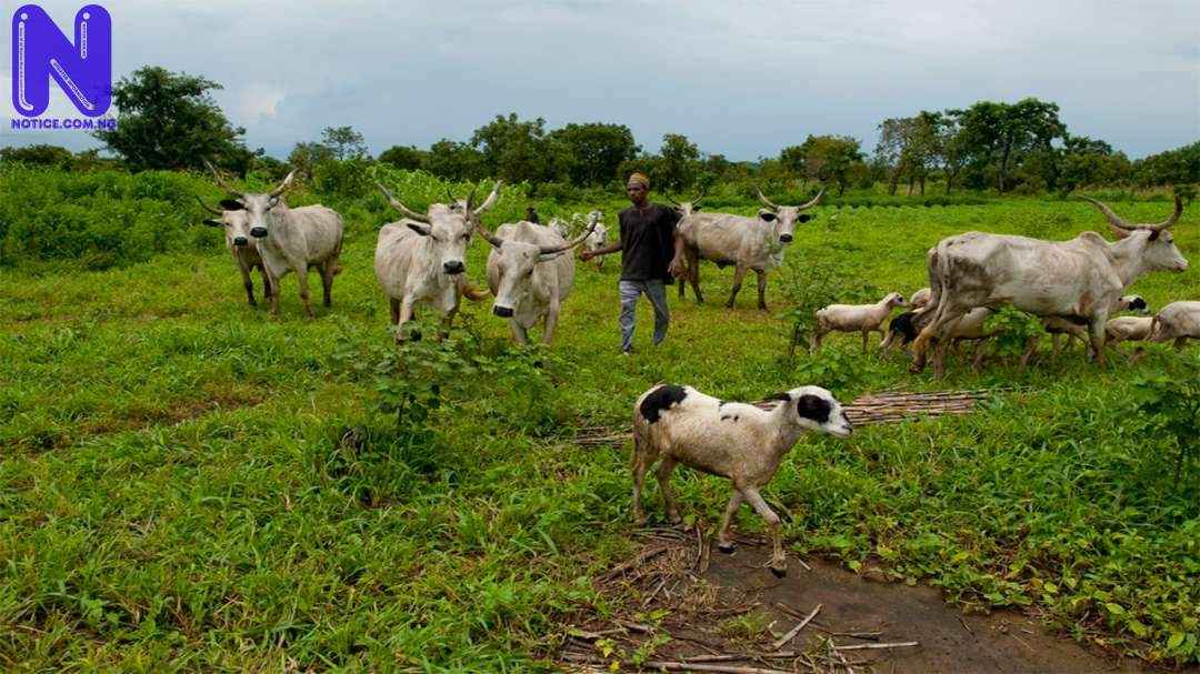 We are not behind kidnappings in Ilesa – Hausa/Fulani community GRAZING-FULANI