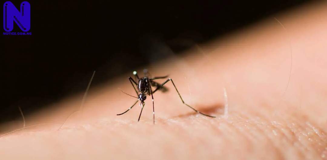 MOSQUITO