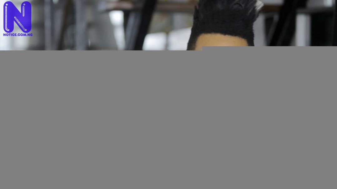 PHYNO