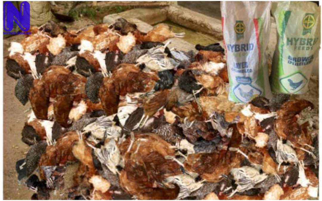 Poultry farmer drags Feed seller to court over poisonous bird food in Ibadan PJIMAGE-33252736